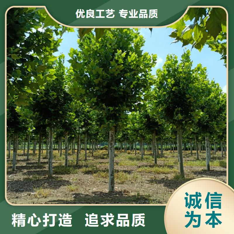 法桐五角枫技术先进