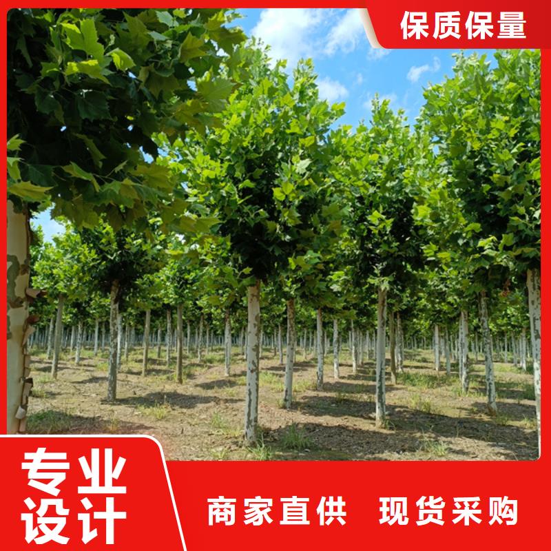 法桐截杆发帽为您提供一站式采购服务
