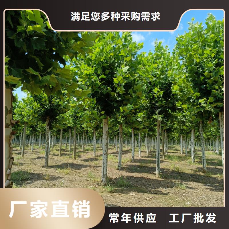 法桐西府海棠专注细节专注品质