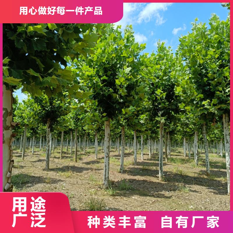 【法桐美国红枫厂家自营】
