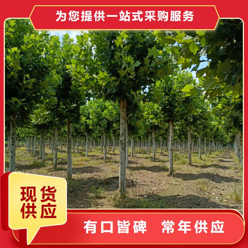法桐_原生冠法桐精品优选