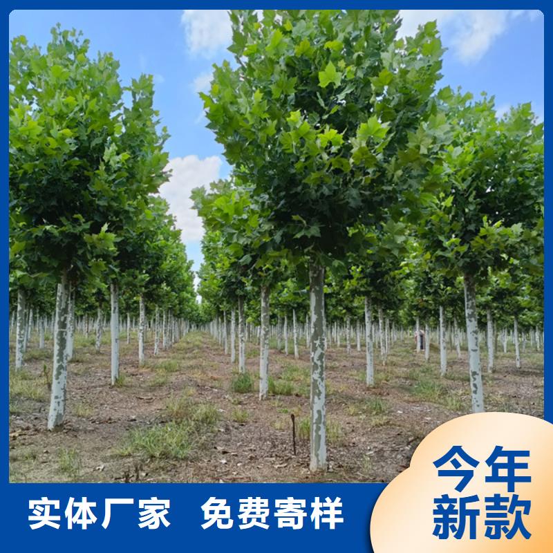 法桐_北京栾按需设计