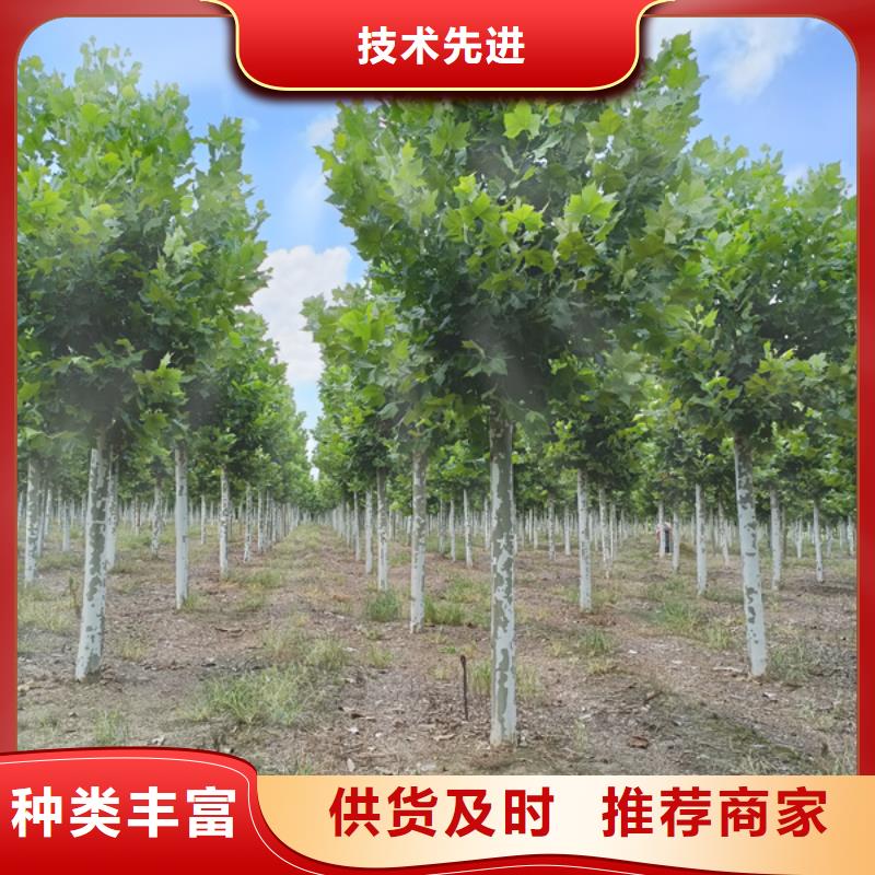 法桐-金叶复叶槭供您所需