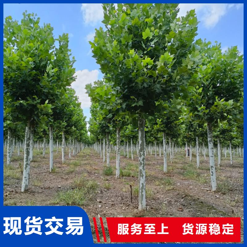 【法桐国槐精心】