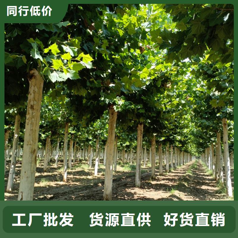 【法桐 美国红枫供货及时】