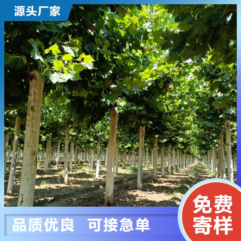 法桐-金叶复叶槭供您所需