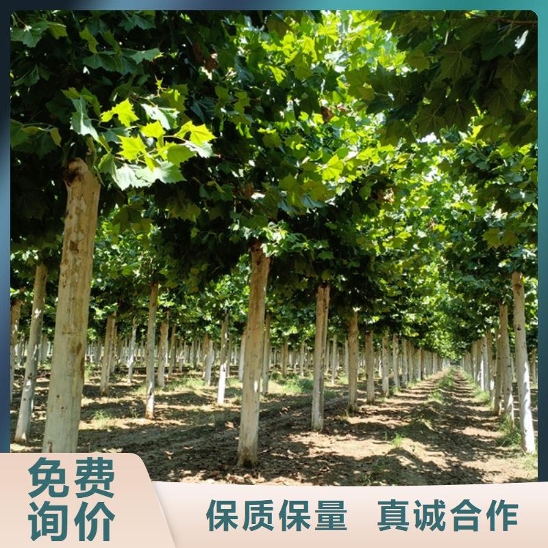 法桐五角枫技术先进
