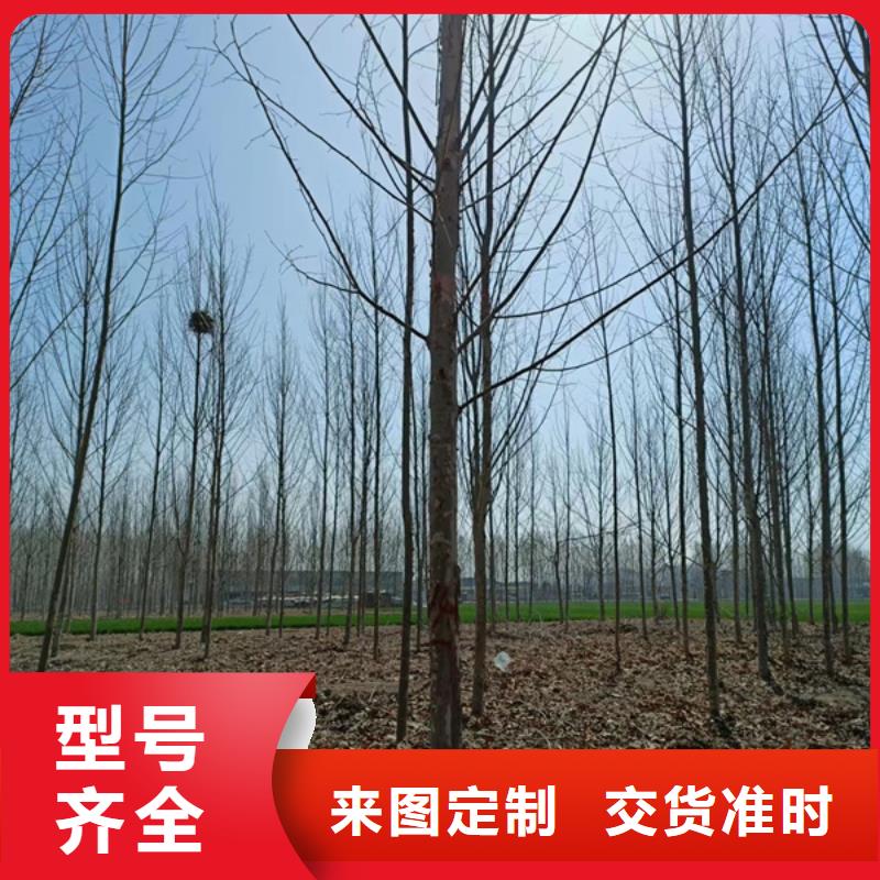 法桐北京栾现货充裕