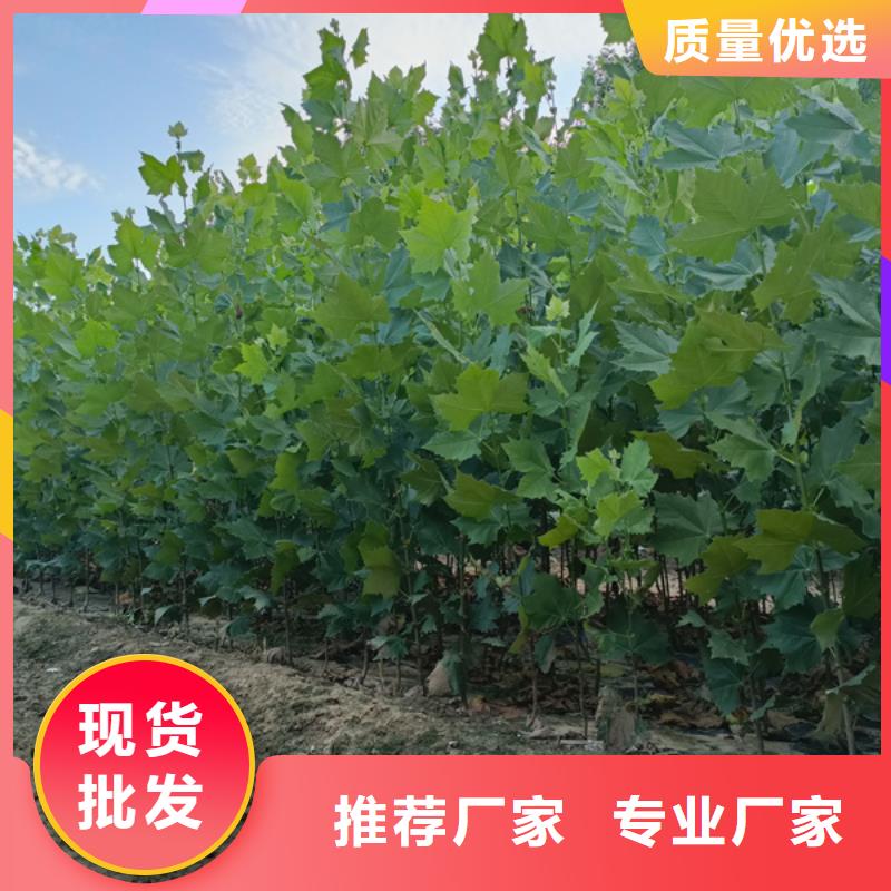 12公分法桐价格欢迎电询法桐