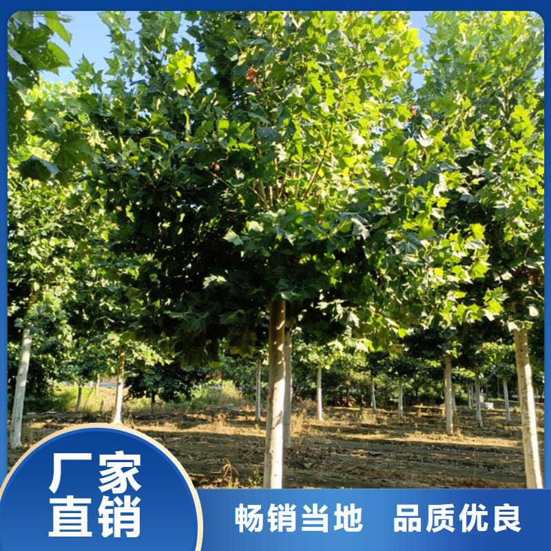 法桐白蜡多种规格供您选择
