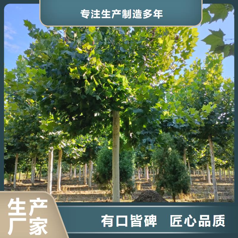 法桐白蜡品质优选