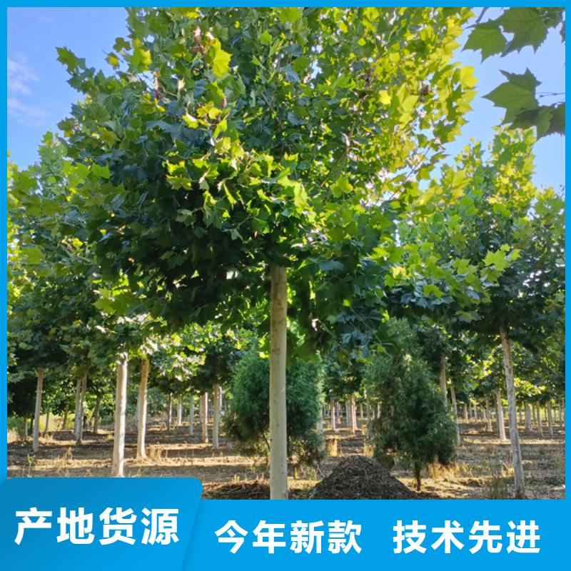 【法桐美国红枫厂家自营】