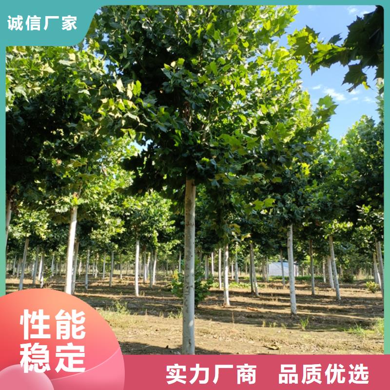 法桐原生冠法桐免费安装