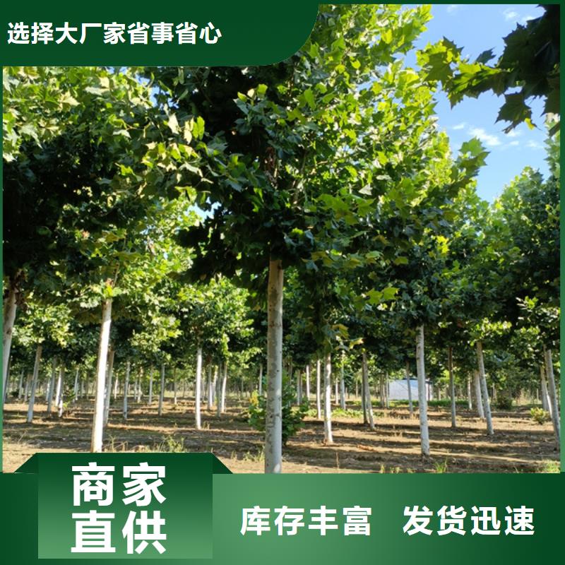 【法桐国槐精心】