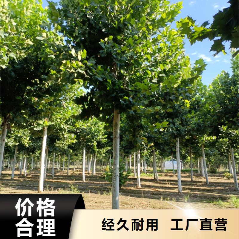 美国红枫视频-美国红枫|甘肃省合作市|卓尼|玛曲|酒泉|嘉峪关|天水|陇南|白银|临夏|金昌