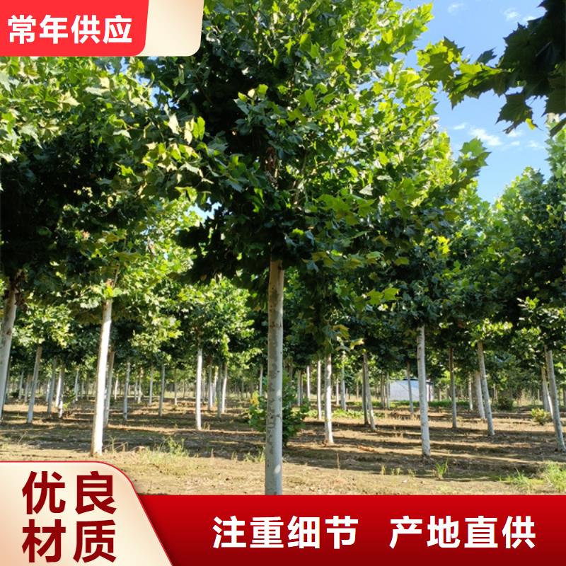 法桐美国红枫多行业适用