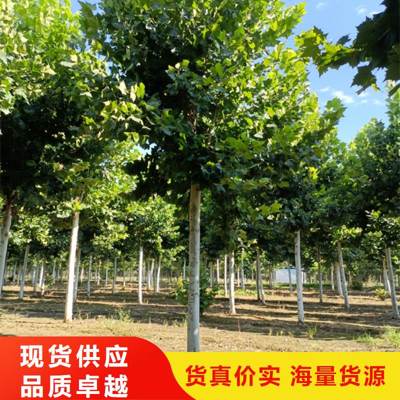 法桐金叶复叶槭一对一为您服务