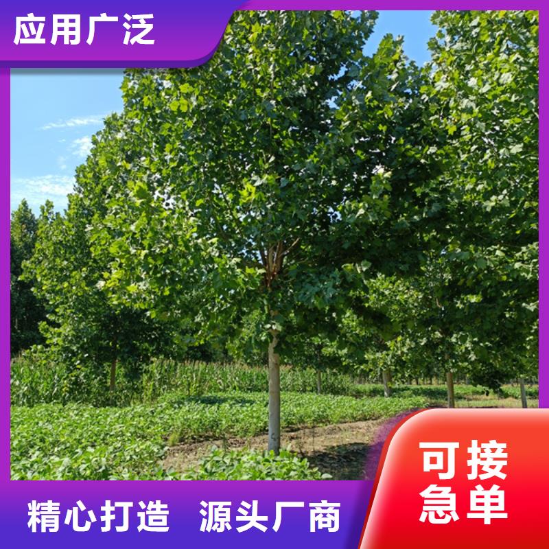 法桐国槐安装简单