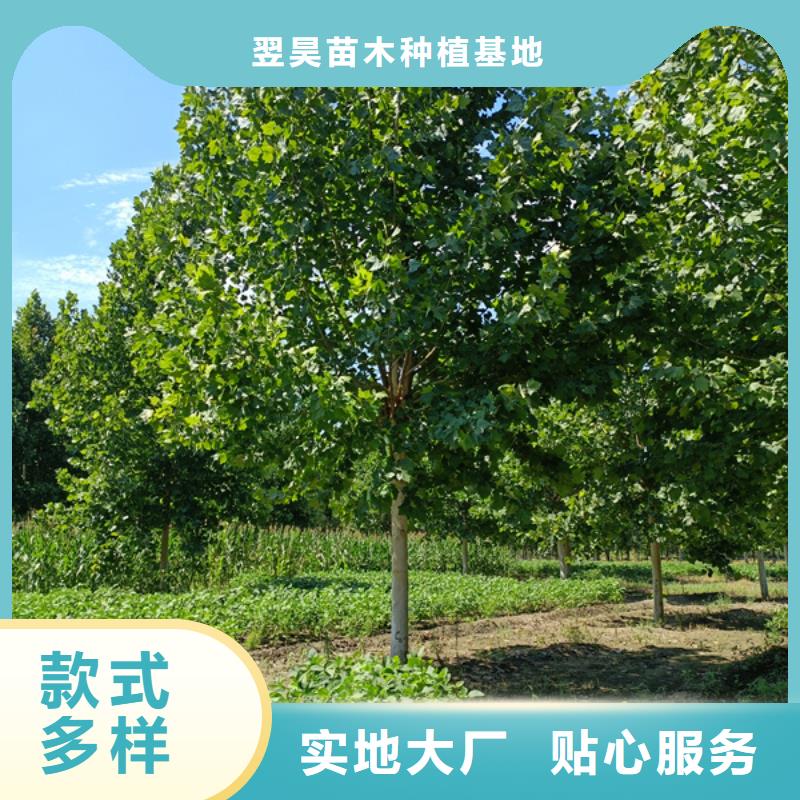 法桐_北京栾按需设计