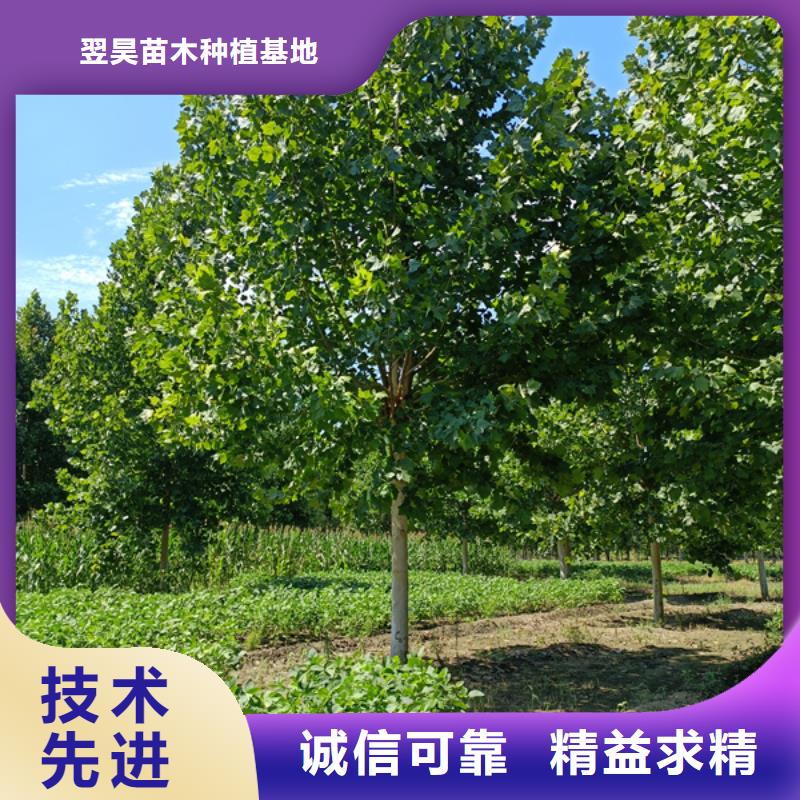 美国红枫视频-美国红枫-翌昊苗木种植基地(昭通市分公司)服务区域昭阳|镇雄|保山|丽江|曲靖|玉溪|临沧|迪庆