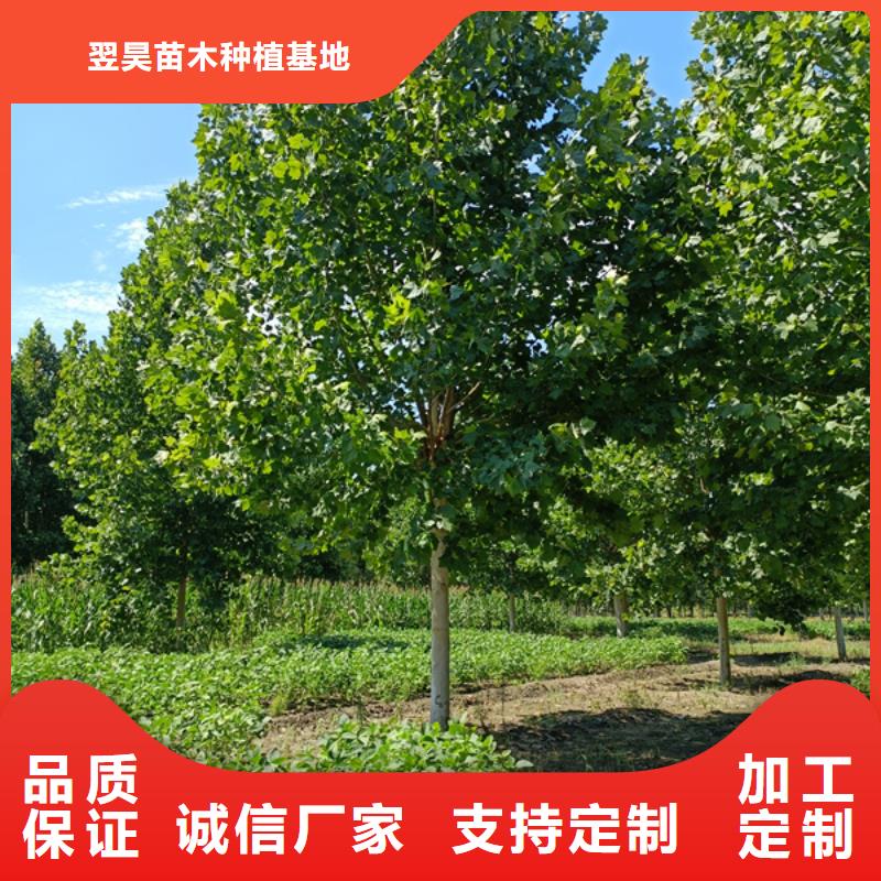  法桐款式多样