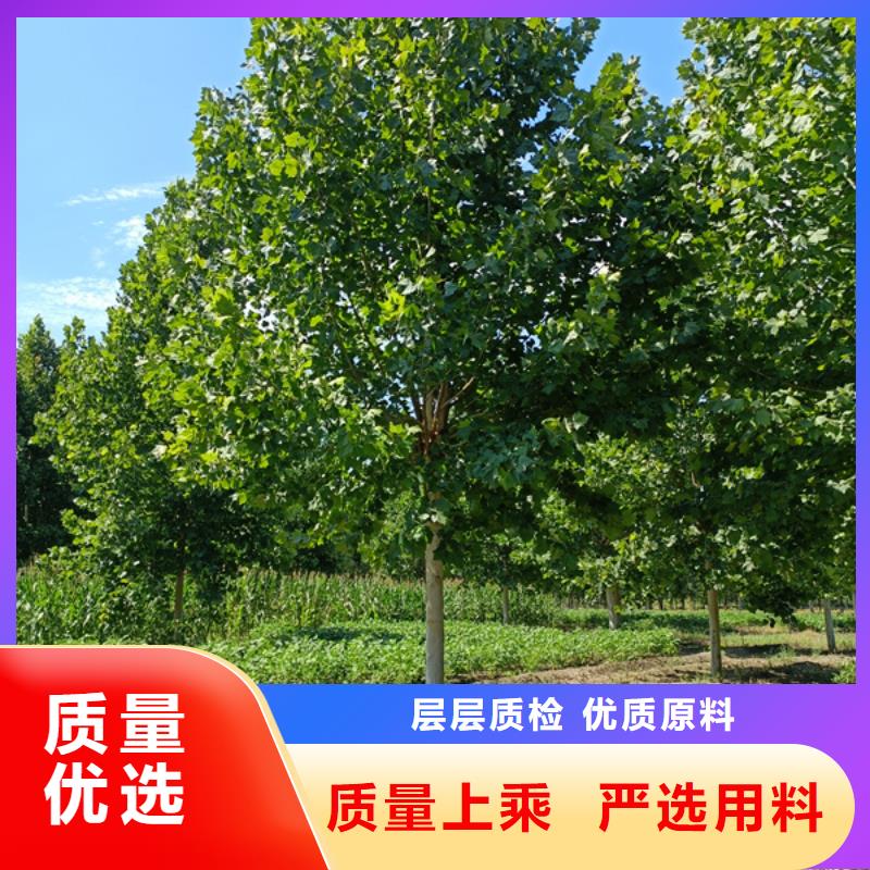 法桐-五角枫源头厂商