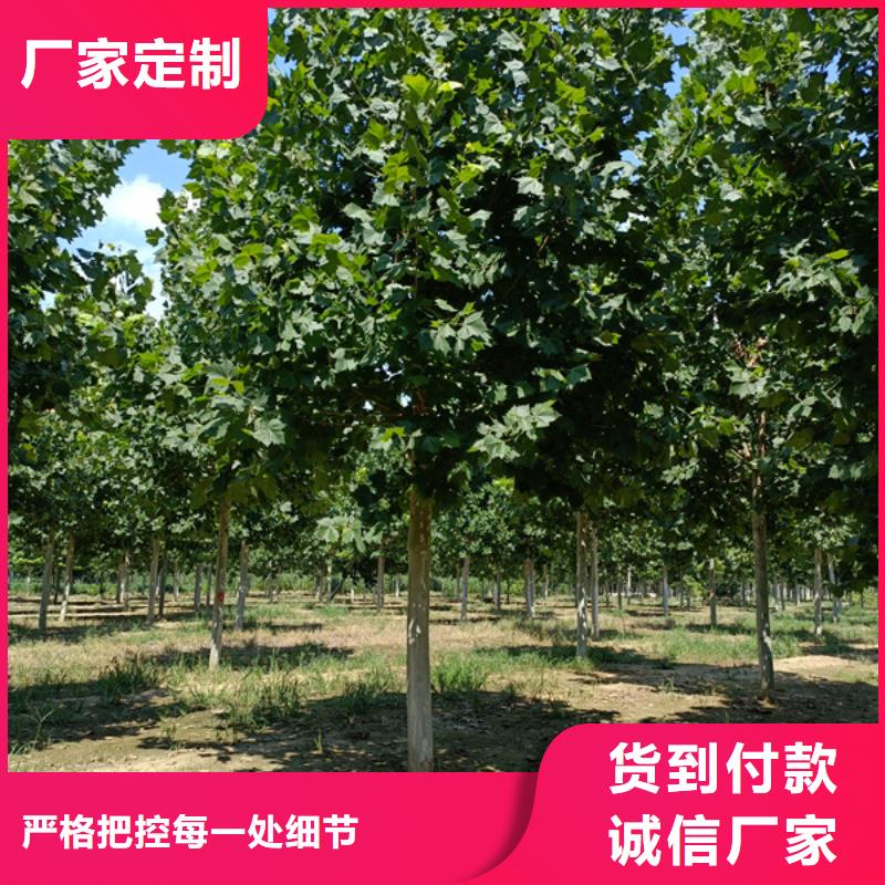 【法桐 美国红枫供货及时】