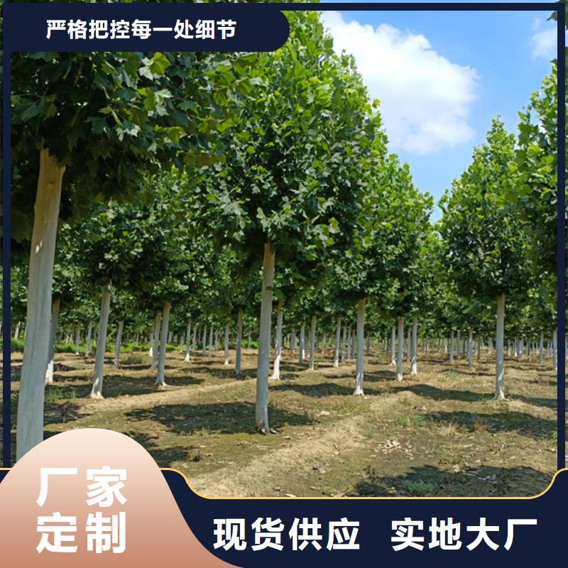 法桐_白蜡出厂价