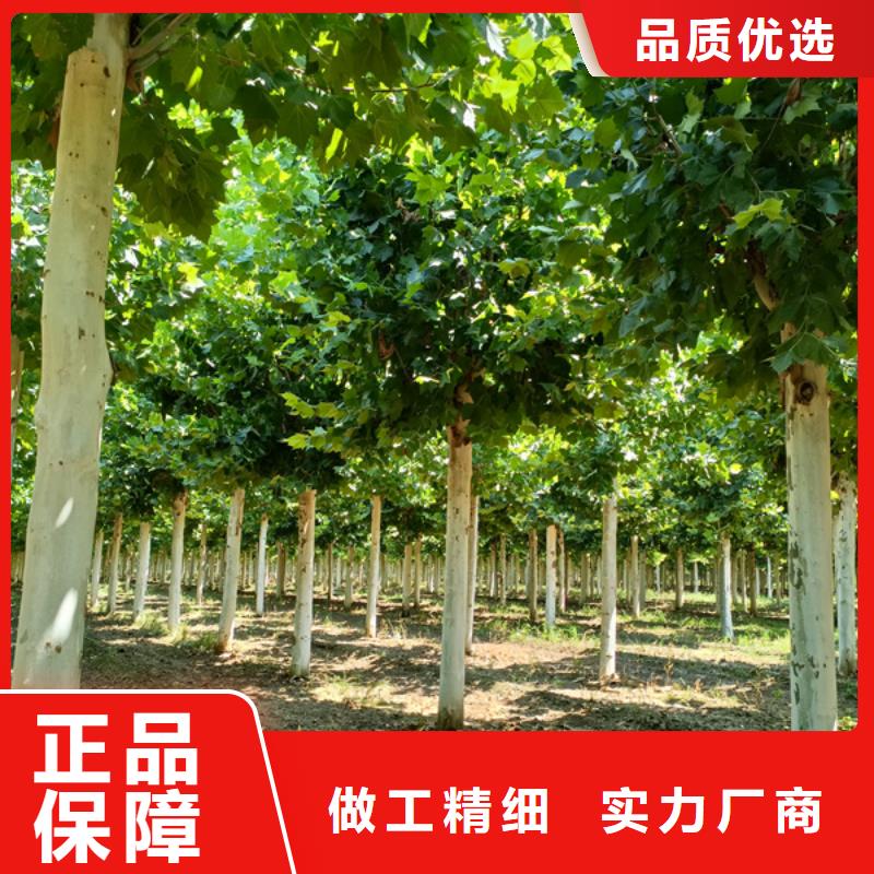法桐金叶槐可放心采购