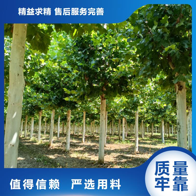 法桐_原生冠法桐精品优选