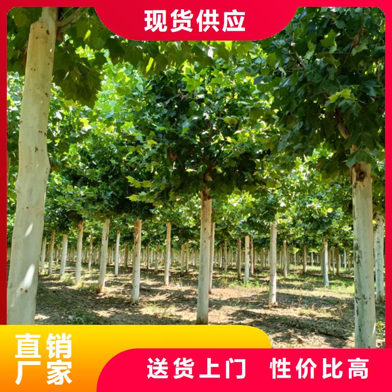 12公分法桐价格欢迎电询法桐