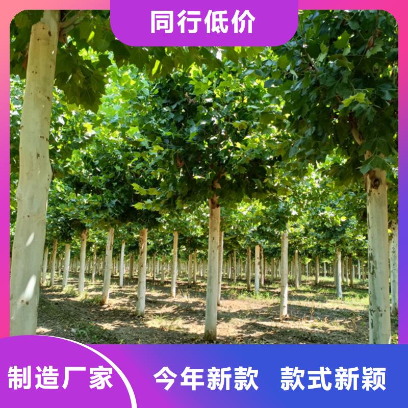 法桐 原生冠法桐生产经验丰富