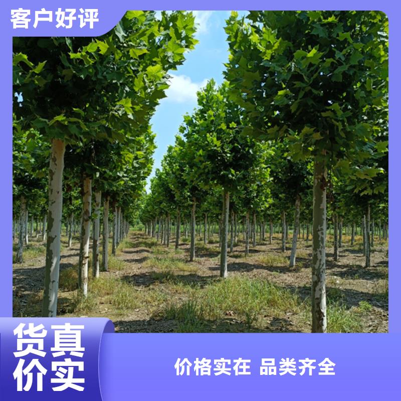 法桐五角枫货品齐全
