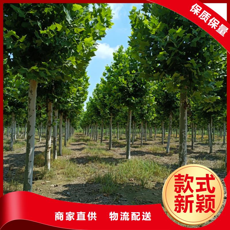 法桐国槐专注生产N年