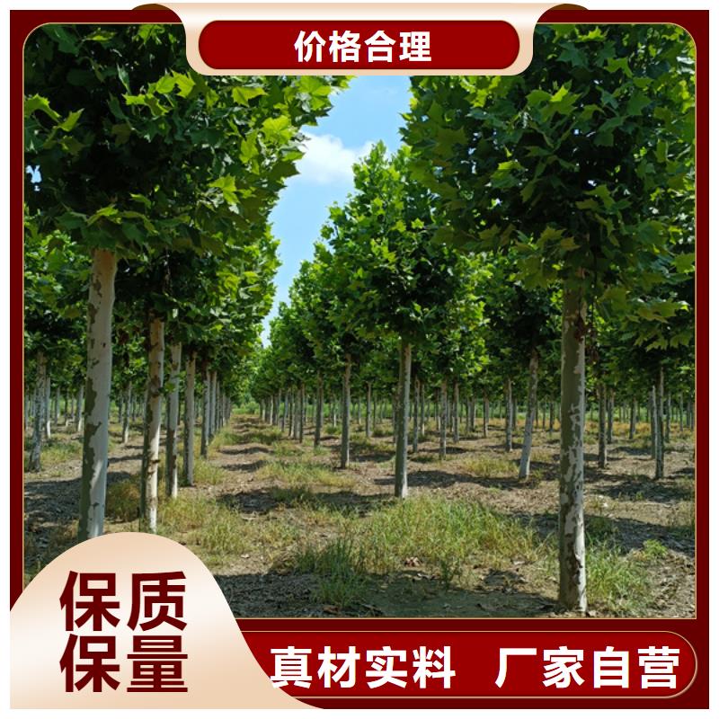 法桐五角枫技术先进