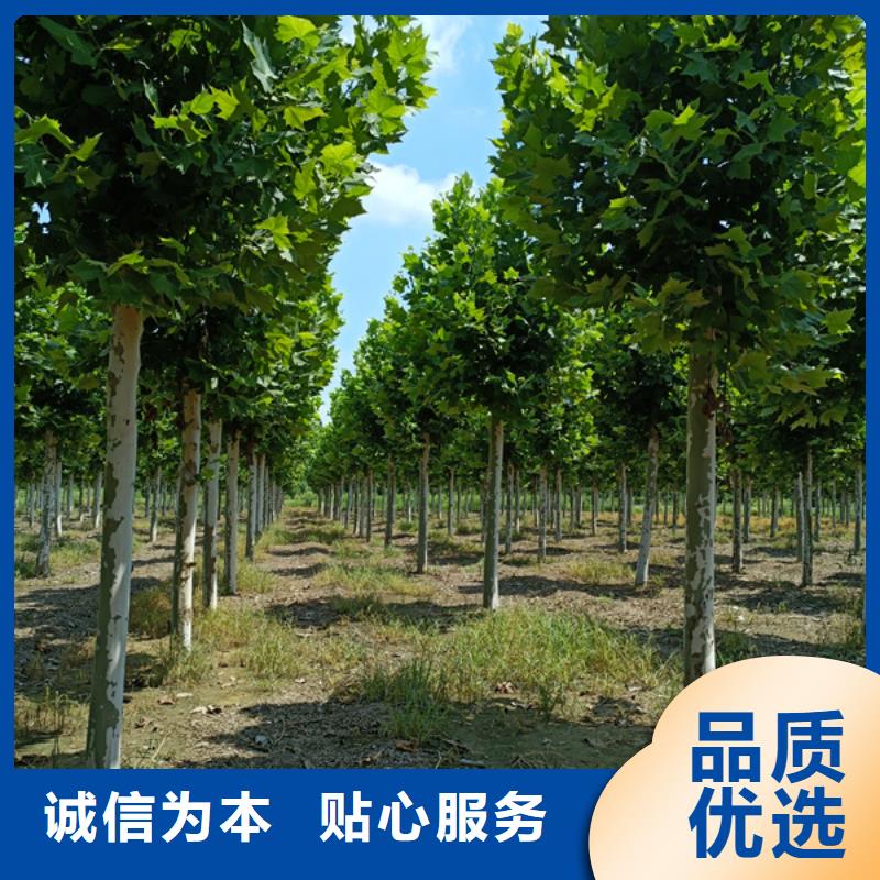 法桐,白蜡经销商