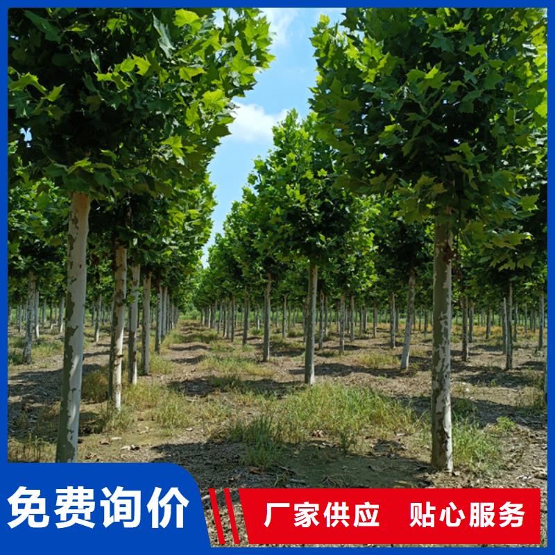 法桐国槐匠心制造