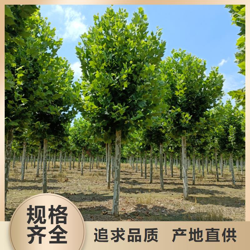 法桐北京栾专业生产N年