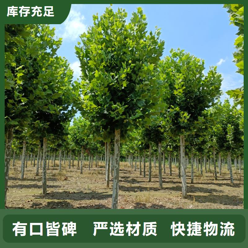 法桐金叶槐工厂采购