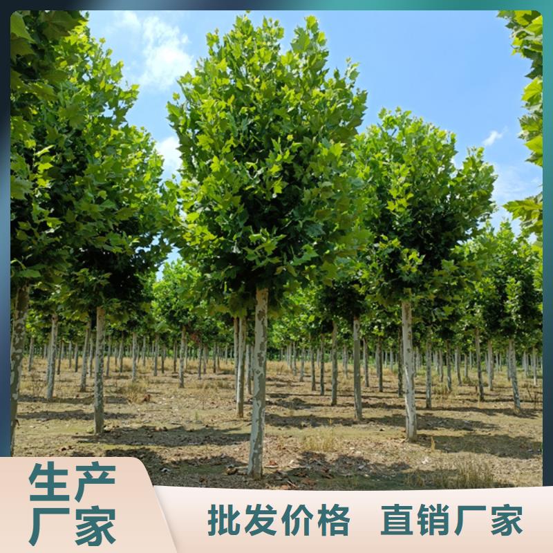 法桐 金叶白蜡诚信经营现货现发