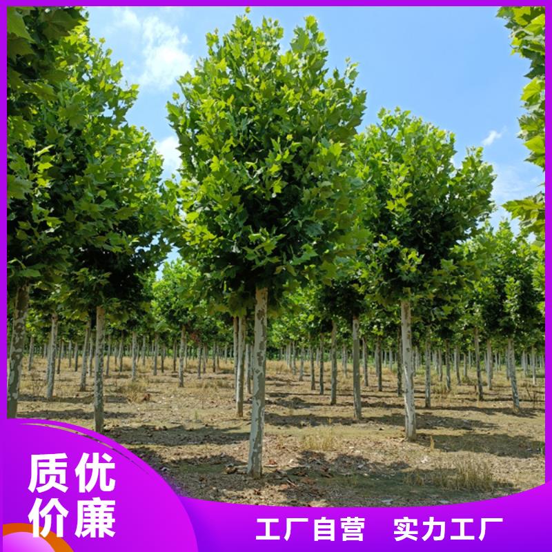 12公分法桐价格欢迎电询法桐