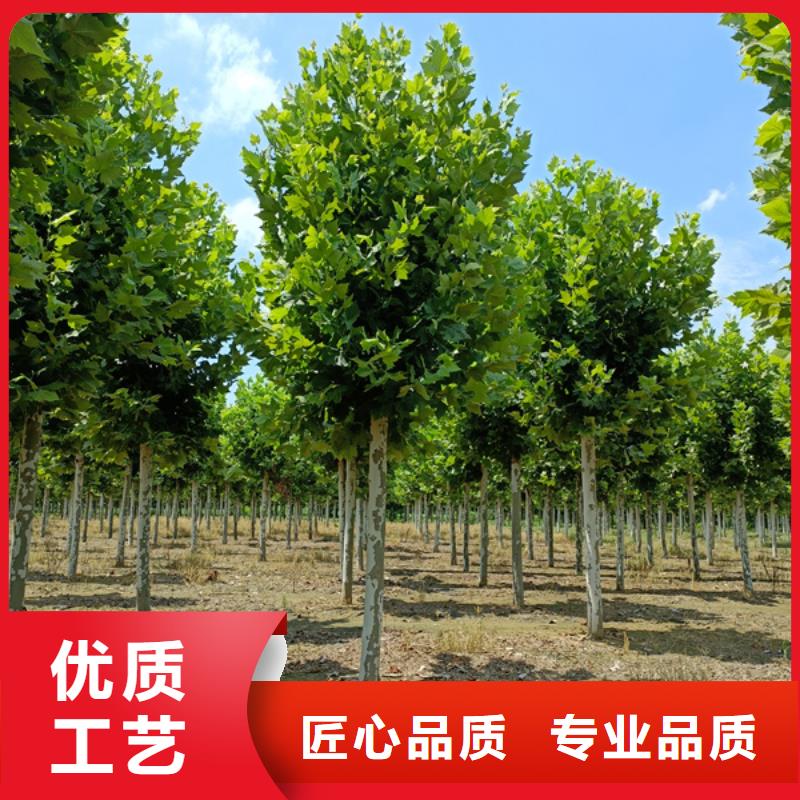 法桐国槐可零售可批发