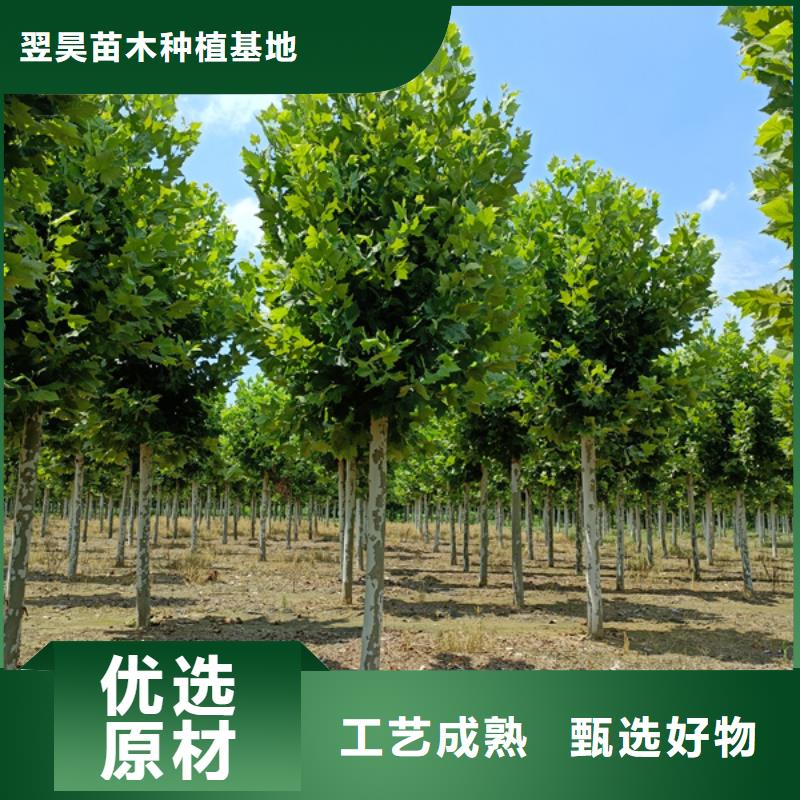 法桐金叶白蜡当地货源