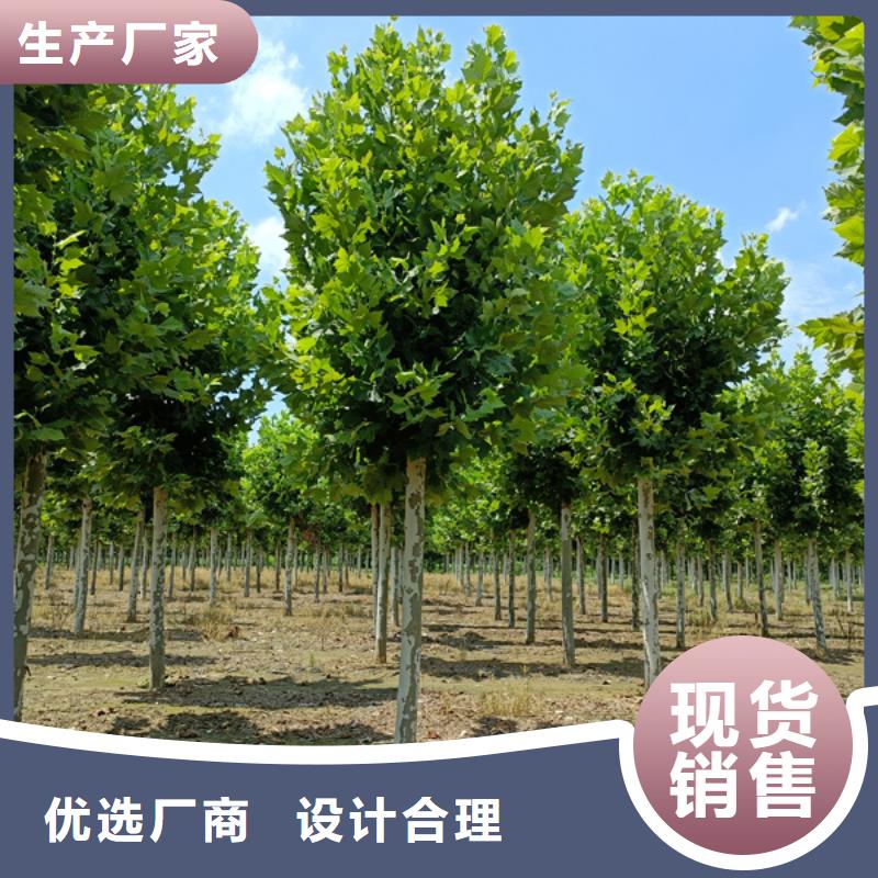 法桐截杆发帽厂家大量现货