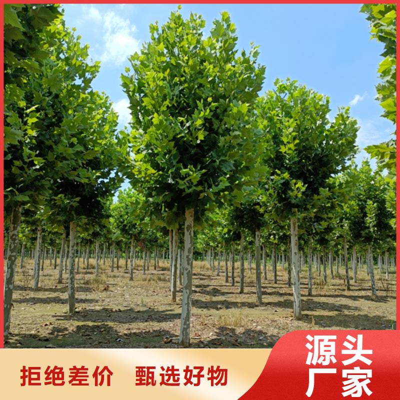 法桐国槐可零售可批发