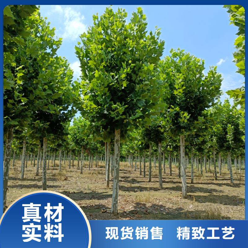 法桐国槐可零售可批发