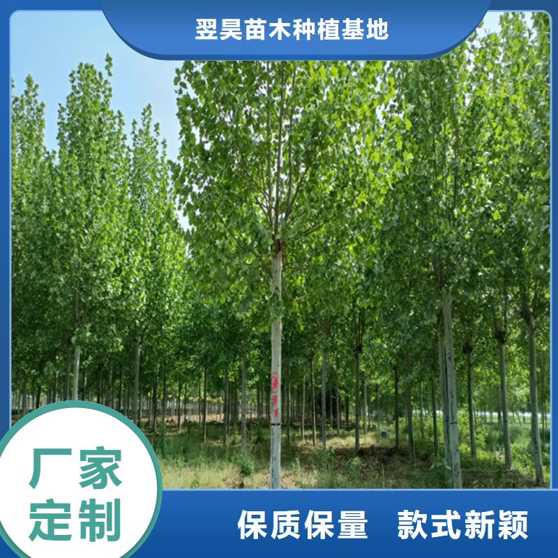 【法桐美国红枫厂家自营】