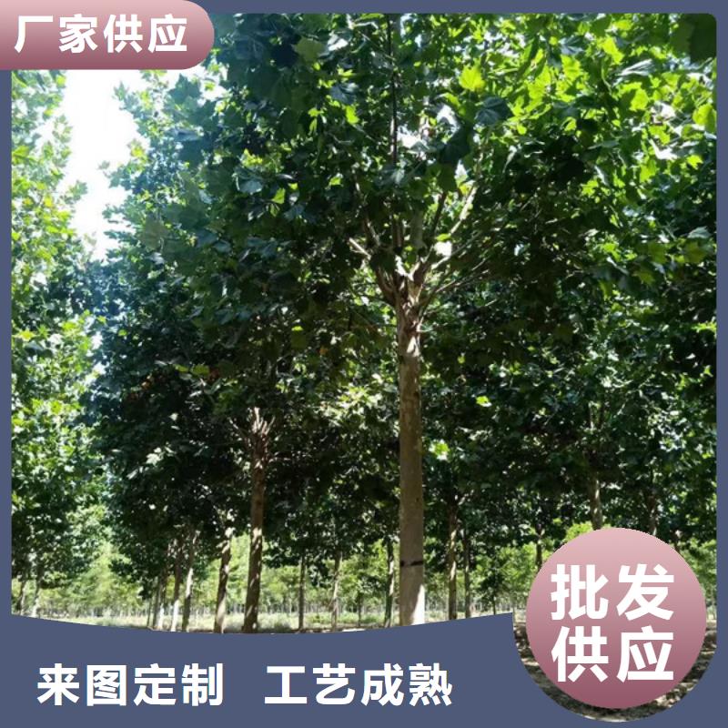 法桐国槐可零售可批发