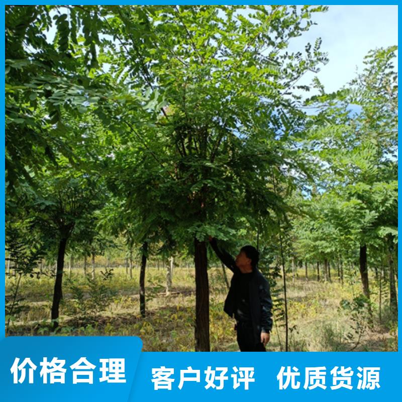 美国红枫视频-美国红枫|云南省大理市|宾川|鹤庆|德宏|保山|楚雄|西双版纳|迪庆|昆明