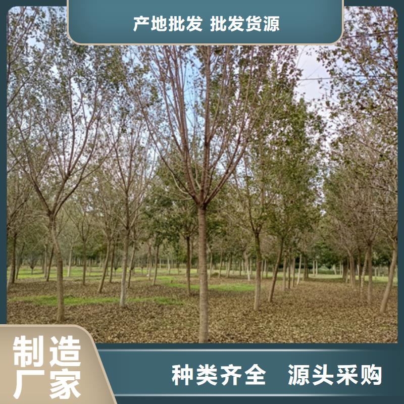 法桐金叶白蜡买的放心安兴用的舒心